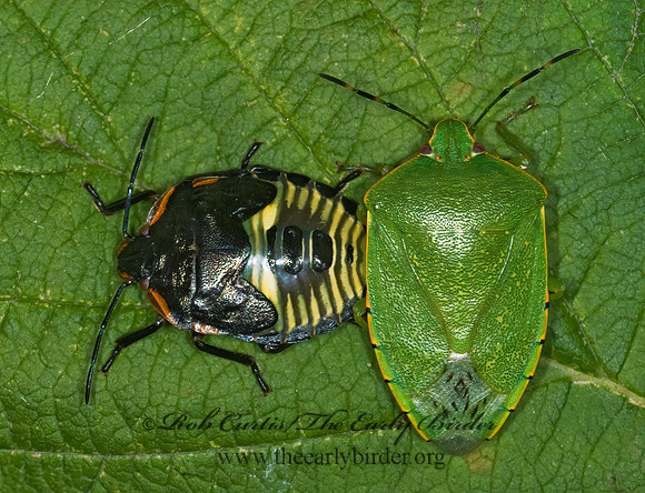 Chinavia hilaris  GREEN STINKBUG 6016619z