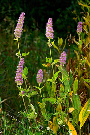 Agastache urticifolia  HORSEMINT 3024377-z