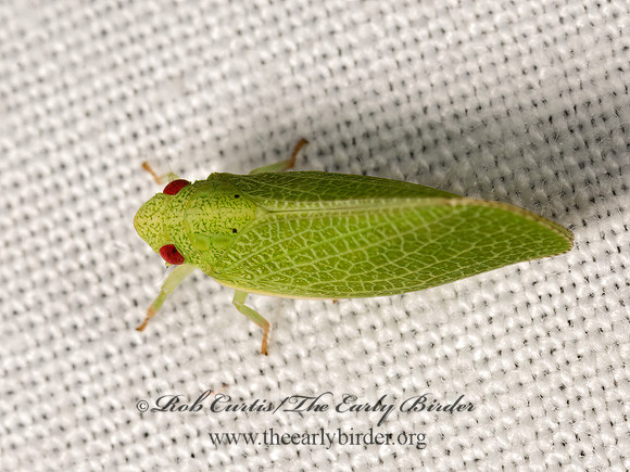 Acanalonia conica  GREEN CONE-HEADED PLANTHOPPER  3040135z