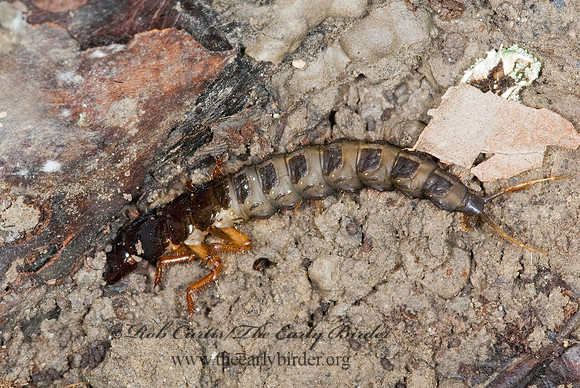 Staphylinidae 6008233z