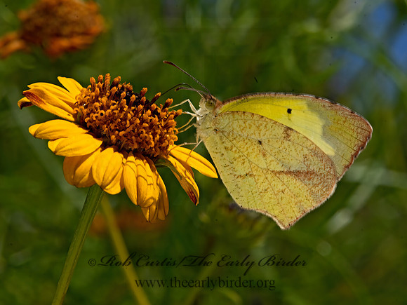 Eurema mexicana  MEXICAN YELLOW 3038790z