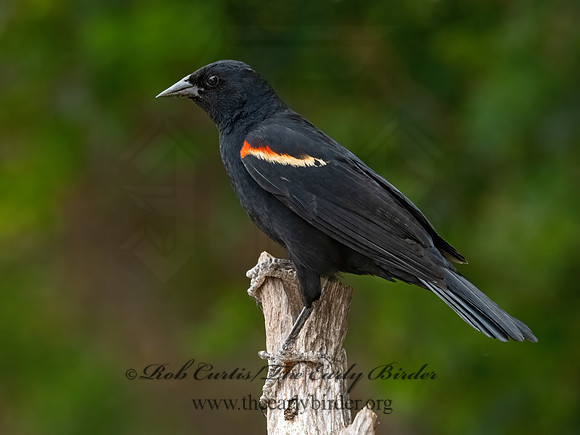 Agelaius phoeniceus  RED-WINGED BLACKBIRD 3032663z