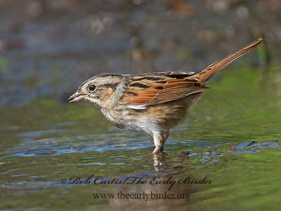 Melospiza georgiana  SWAMP SPARROW 9005352z