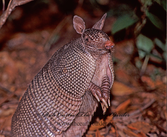 Dasypus novemcinctus  9-BANDED ARMADILLO 273233z
