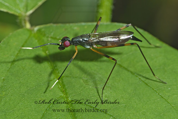 Rainieria antennaepes  STILT-LEGGED FLY 4002305z