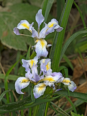 Iris douglasiana  DOUGLAS IRIS 9059261z