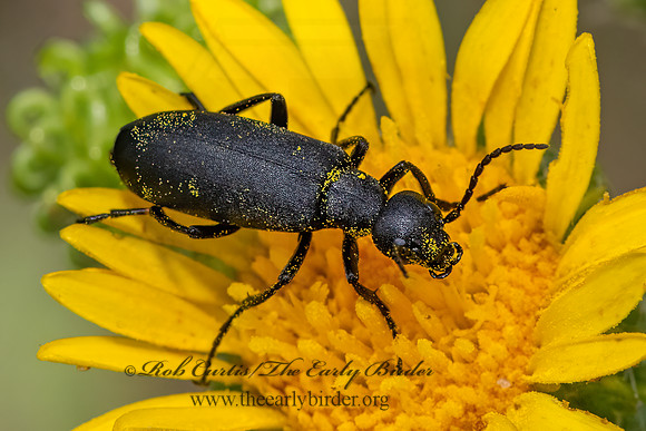 Epicauta pensylvanica  BLACK BLISTER BEETLE 3023441z