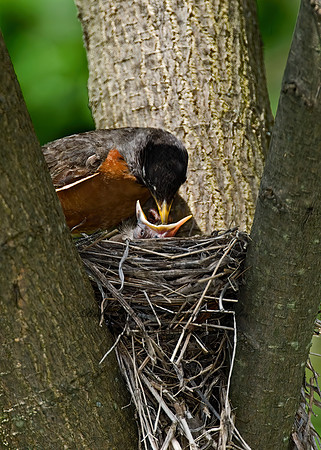 Turdus migratorius  AMERICAN ROBIN 6005616z