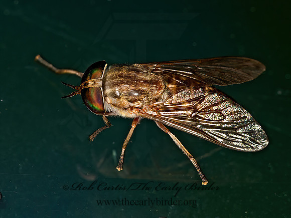 Tabanidae HORSE FLY  9052065z