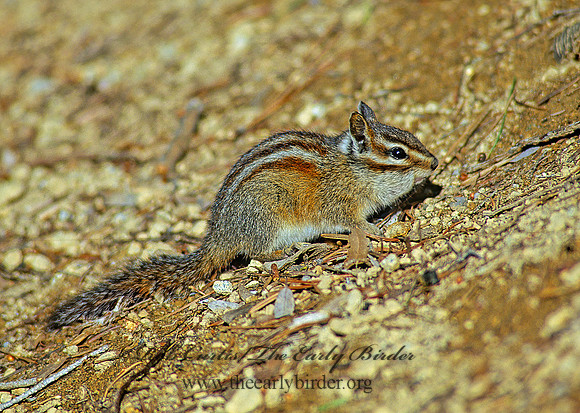 Neotamias amoenus  YELLOW PINE CHIPMUNK 112236z