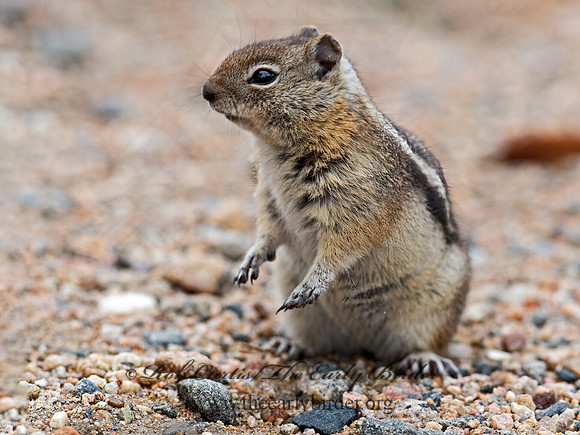 Callospermophilus lateralis  GOLDEN-MANTLED SQUIRREL 6037130z