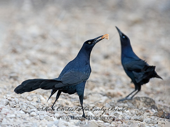 Quiscalus mexicanus  GREAT-TAILED GRACKLE 3028695z-