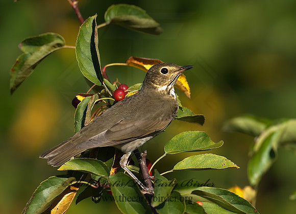 Catharus ustulatus  SWAINSON'S THRUSH 7012767z