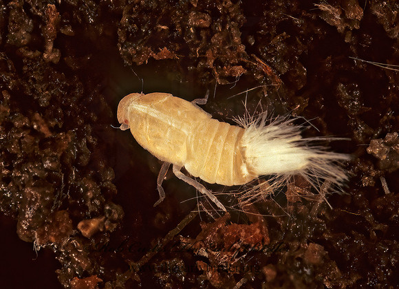 Metcalfa pruinosa  CITRUS FLATID PLANTHOPPER 200025z