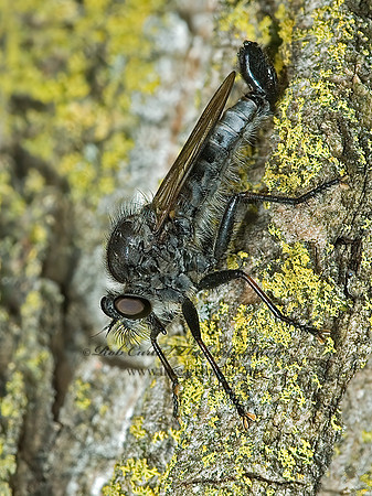 Efferia aestuans  ASILINAE ROBBER FLY 5002092z