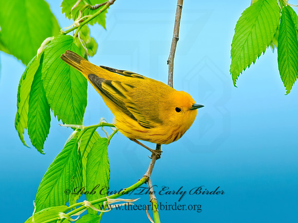 Setophaga petechia  YELLOW WARBLER 3008083z