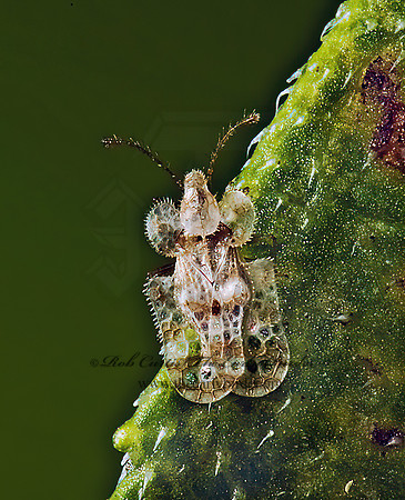 Corythucha marmorata 5013471z