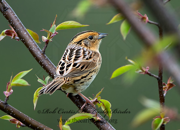 Ammospiza leconteii  LE CONTE'S SPARROW 9028966z