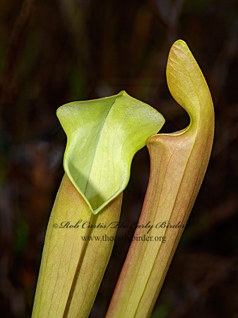 Sarracenia alata  PALE PITCHER PLANT 3028296-z
