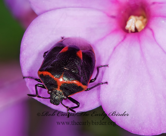 Cosmopepla lintneriana 6010766z