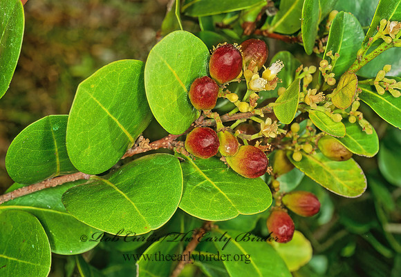 Chrysobalanus icaco  COCO PLUM 248924z