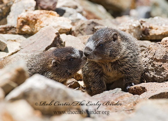 Marmota flaviventris  YELLOW-BELLIED MARMOT 7010535z