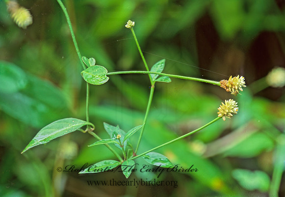 Alternanthera flavescens  YELLOW JOYWEED 247928z