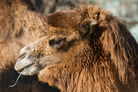 Camelus bactriaus  BACTRIAN CAMEL 6018317z