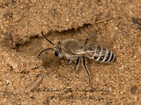 Colletes  CELLOPHANE BEE  9047354z