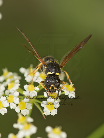 Ancistrocerus adiabatus  MASON WASP 9040550z
