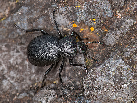 Eleodes (Blapylis) rotundipennis DESERT STINK BEETLE 8037543z