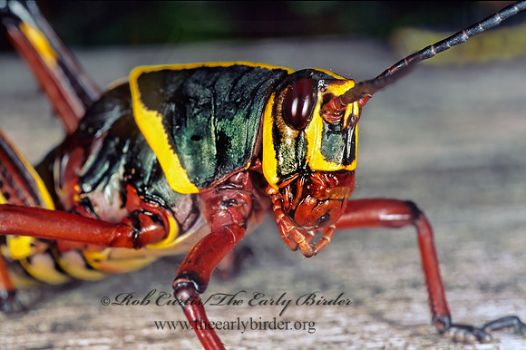 Romalea microptera SOUTHERN LUBBER GRASSHOPPER 248703z