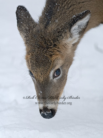 Odocoileus virginianus  WHITE-TAILED DEER  6020827z