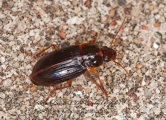 Selenophorus 8023307z