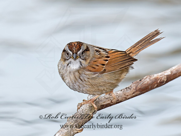 Melospiza georgiana  SWAMP SPARROW 9021658z