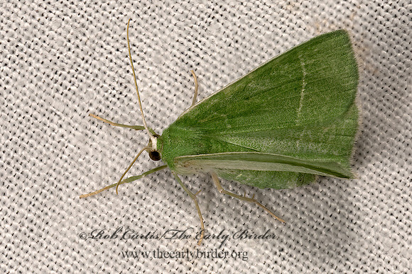 Nemoria zygotaria  EMERALD MOTH 3040186z