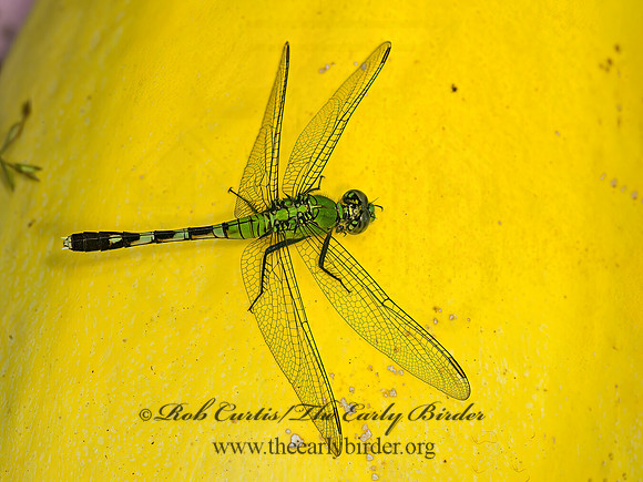Erythemis simplicicollis EASTERN PONDHAWK 9050795z