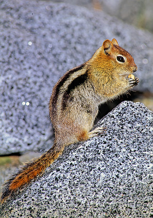 Callospermophilus lateralis  GOLDEN MANTLED SQUIRREL 111725z