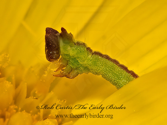 Chlorochlamys chloroleucaria  BLACKBERRY LOOPER 3025731z