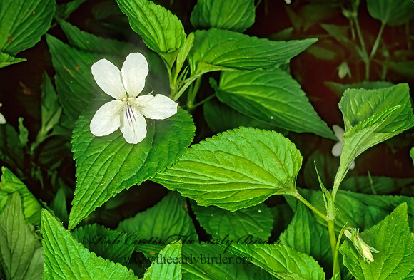Viola striata  CREAMY VIOLET  1111634z