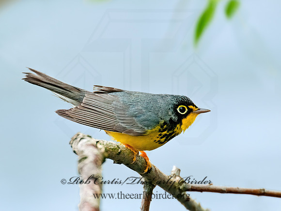 Cardellina canadensis  CANADA WARBLER 3007932z