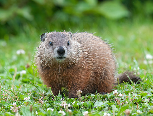 Marmota monax  WOODCHUCK 8034831z