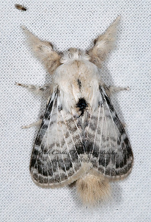 Apotolype brevicrista LAPPET MOTH 6024714z
