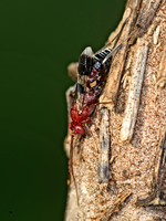 Chirotica PHYGADEUONTINI ICHNEUMON 9049608z