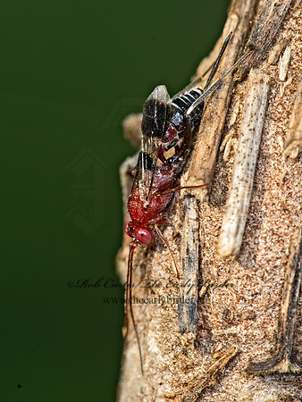 Chirotica  PHYGADEUONTINI ICHNEUMON 9049608z