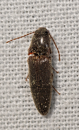 Melanotus  CLICK BEETLE3028543z