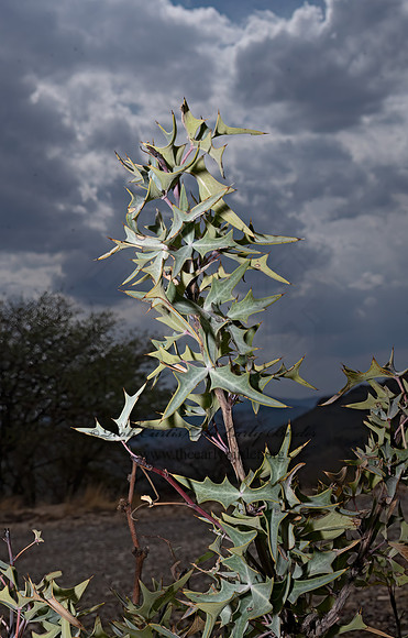 Berberis trifoliolata  AGARITA 3037515z