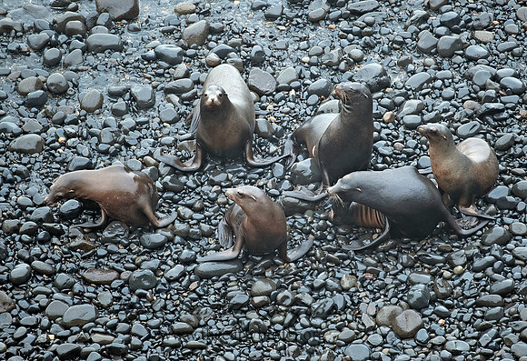 Zalophus californianus  CALIFORNIA SEA LION 8019672z