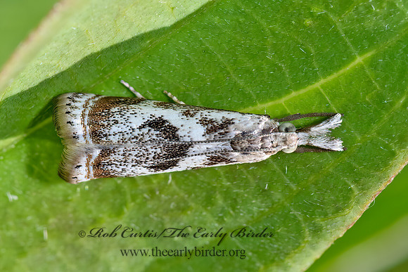 Microcrambus elegans  ELEGANT GRASS VENEER MOTH 3022345z