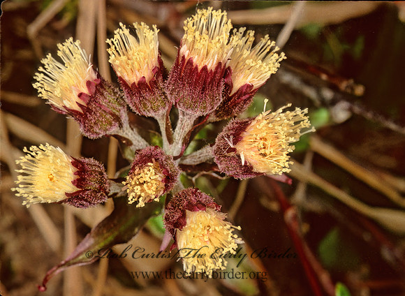 Petasites frigidus  FRIGID COLTSFOOT 241427z